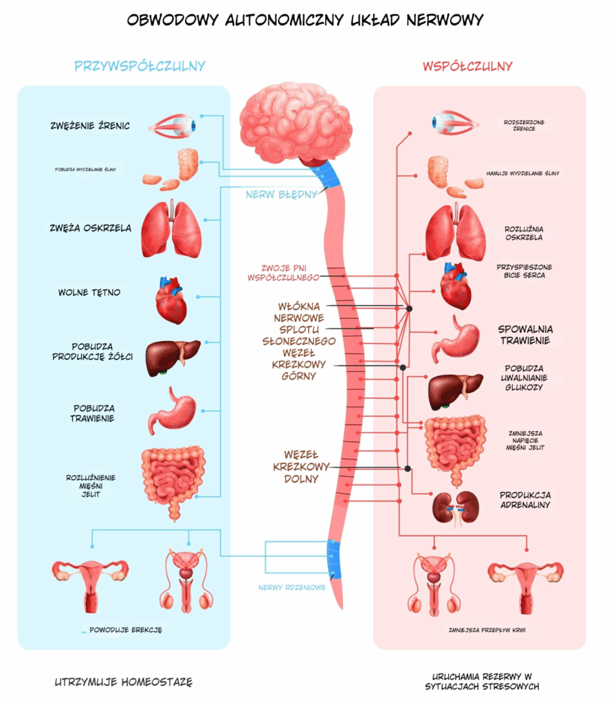 autonomiczny układ nerwowy