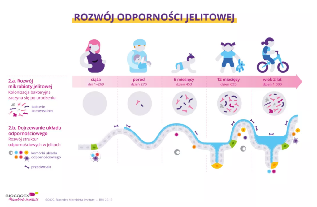 rozwój odporności jelitowej