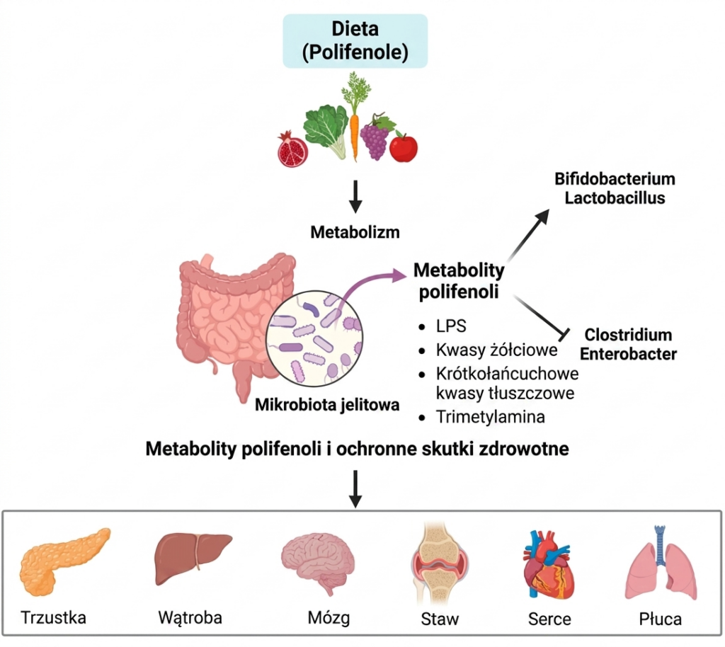 polifenole dieta